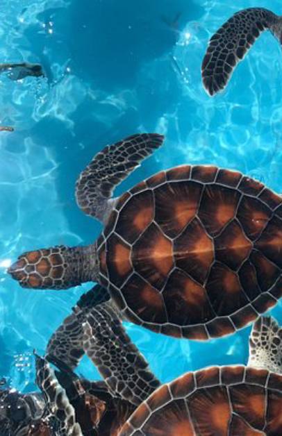 Centro de Rescate de Tortugas